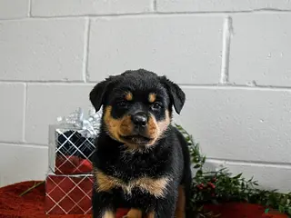 Rottweiler dogs Gracie - Ad 25