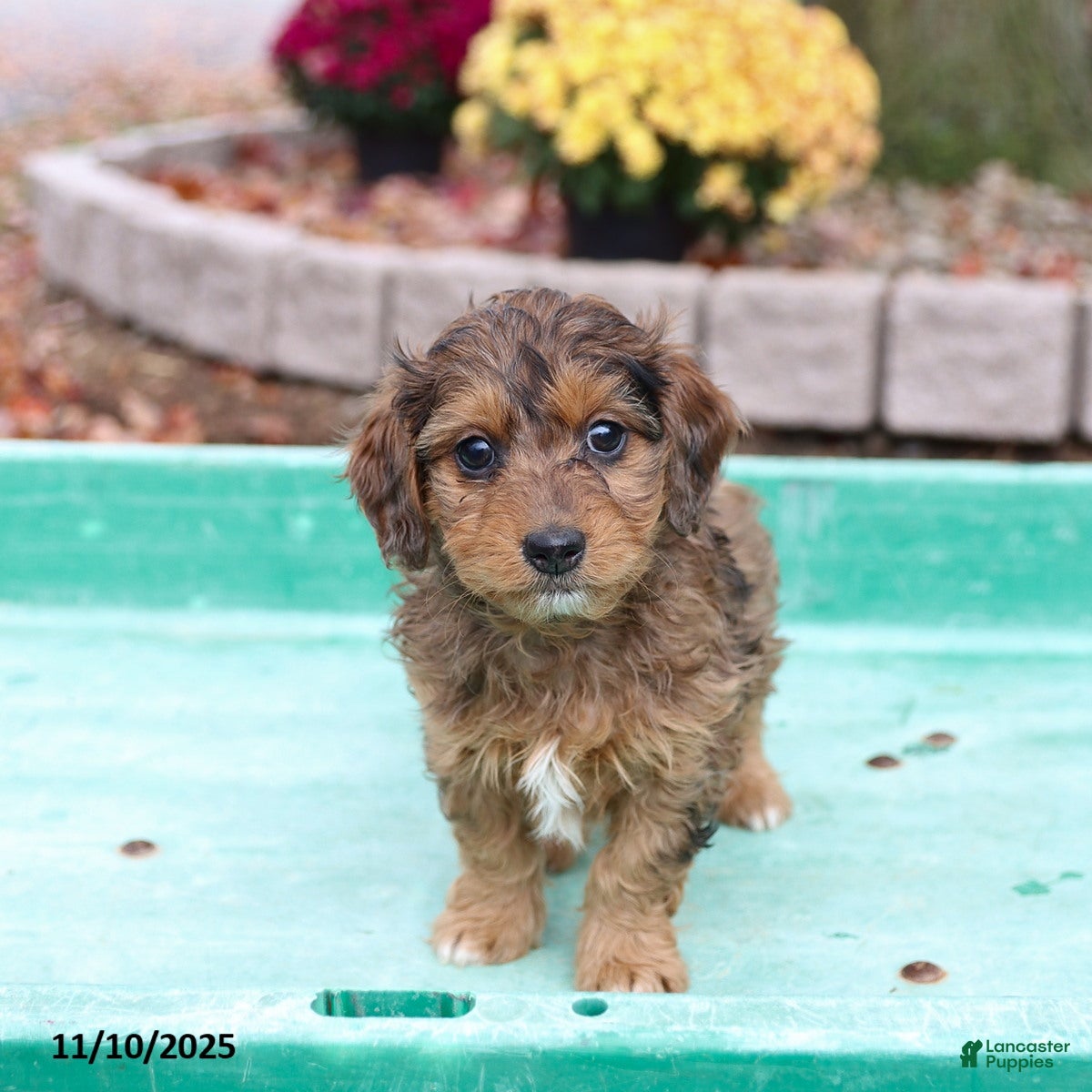Doxiepoo dogs Lexie - Ad 2