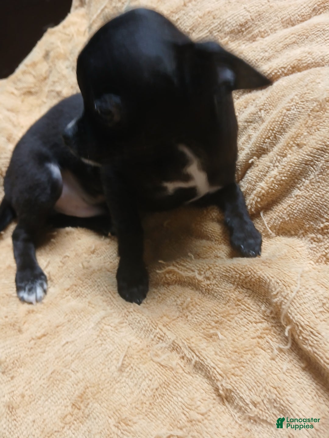 Chihuahua dogs for sale: Momo - Ad 11