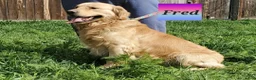 Golden Retriever dogs for sale: Blue Boy AKC Golden - Ad 6
