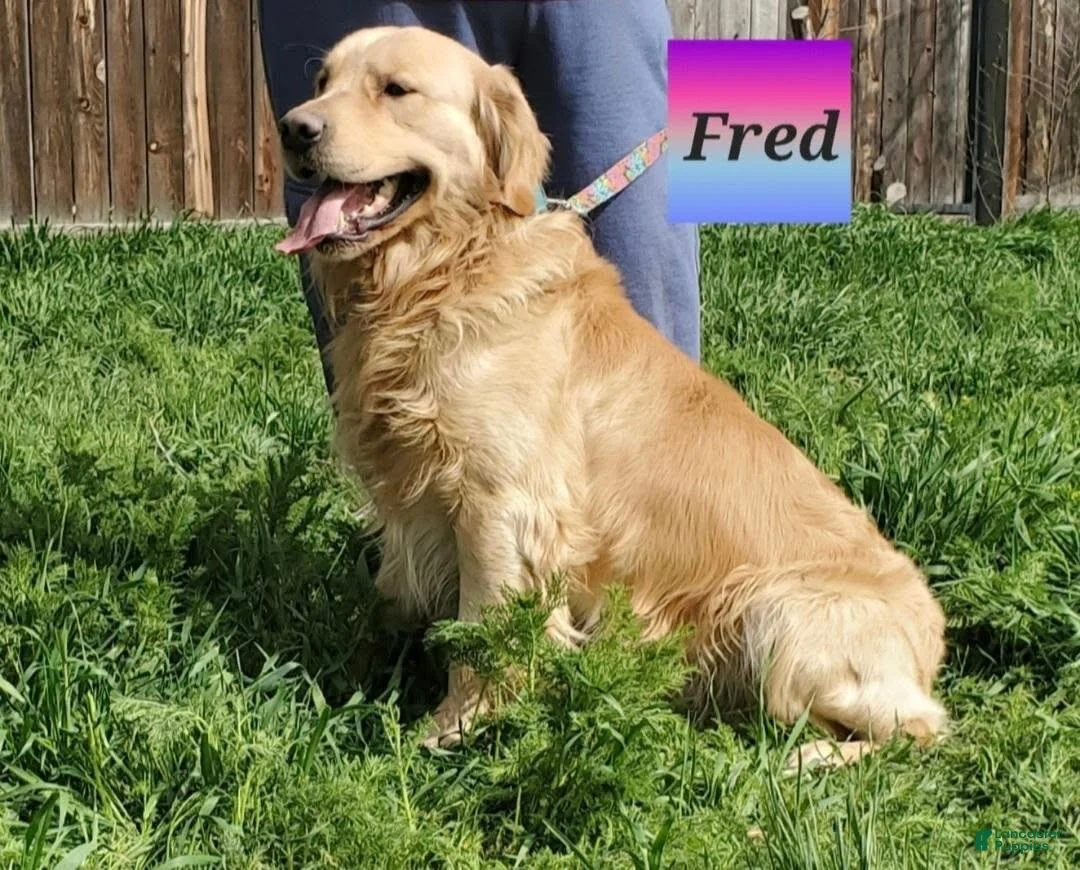 Golden Retriever dogs for sale: Blue Boy AKC Golden - Ad 6