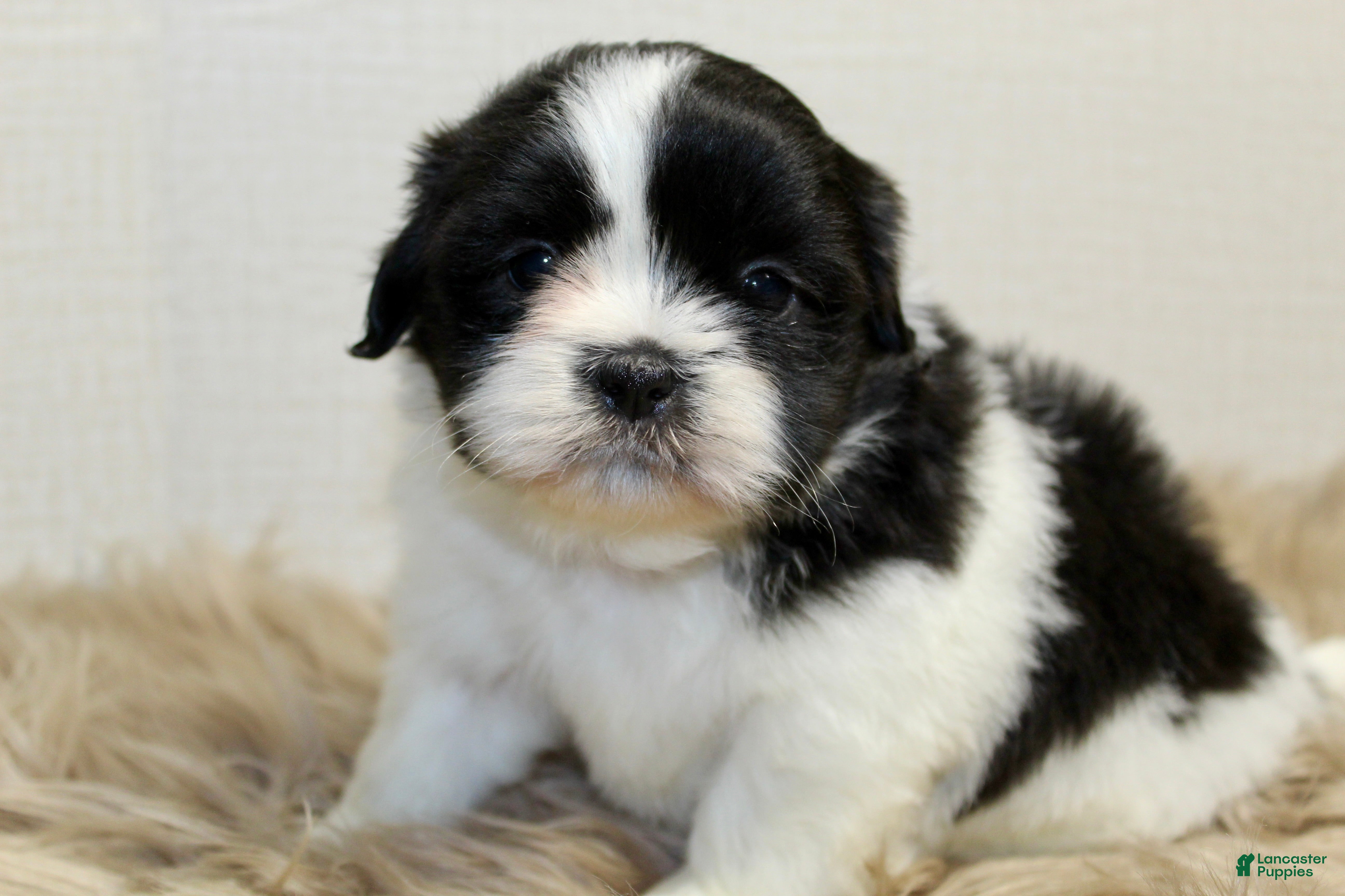 Shih Tzu dogs for sale: Panda - Ad 1