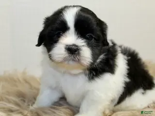Shih Tzu dogs for sale: Panda - Ad 1