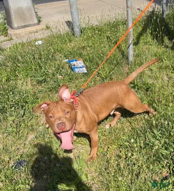 American Staffordshire Terrier dogs Haze  - Ad 2