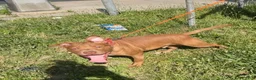 American Staffordshire Terrier dogs for stud: Haze  - Ad 2