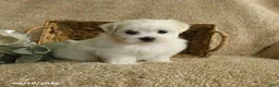 Maltese dogs for sale: Rascal - Ad 5