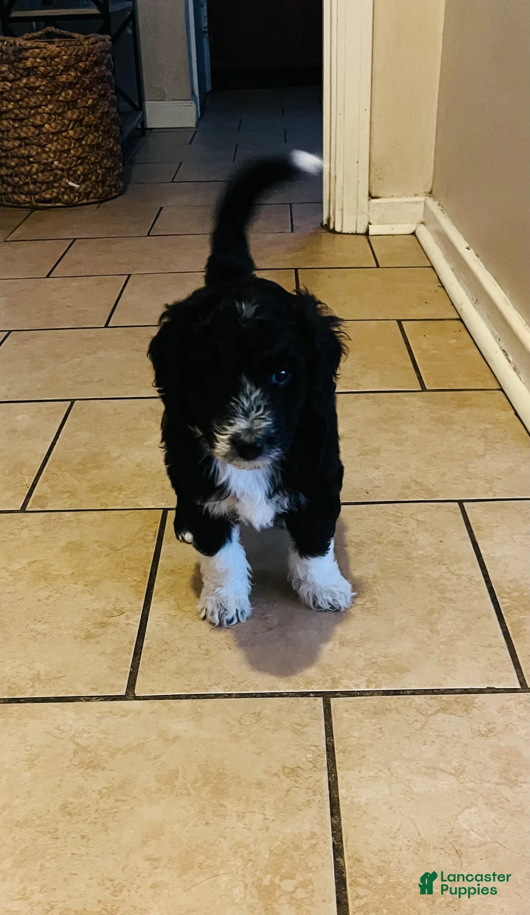 Aussiedoodle dogs for sale: Scarlet  - Ad 3