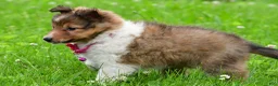 Shetland Sheepdog dogs for sale: Kaleen - Ad 3