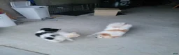 Pomeranian dogs for sale: Oreo - Ad 16