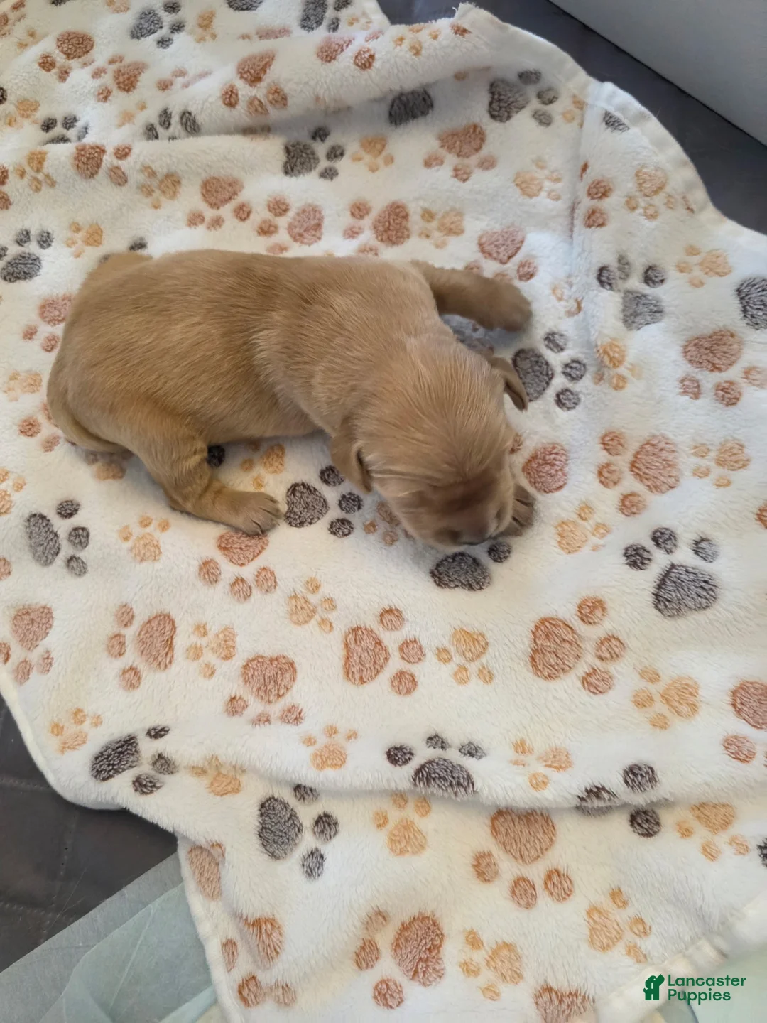 Golden Retriever dogs for sale: Yellow - Ad 1