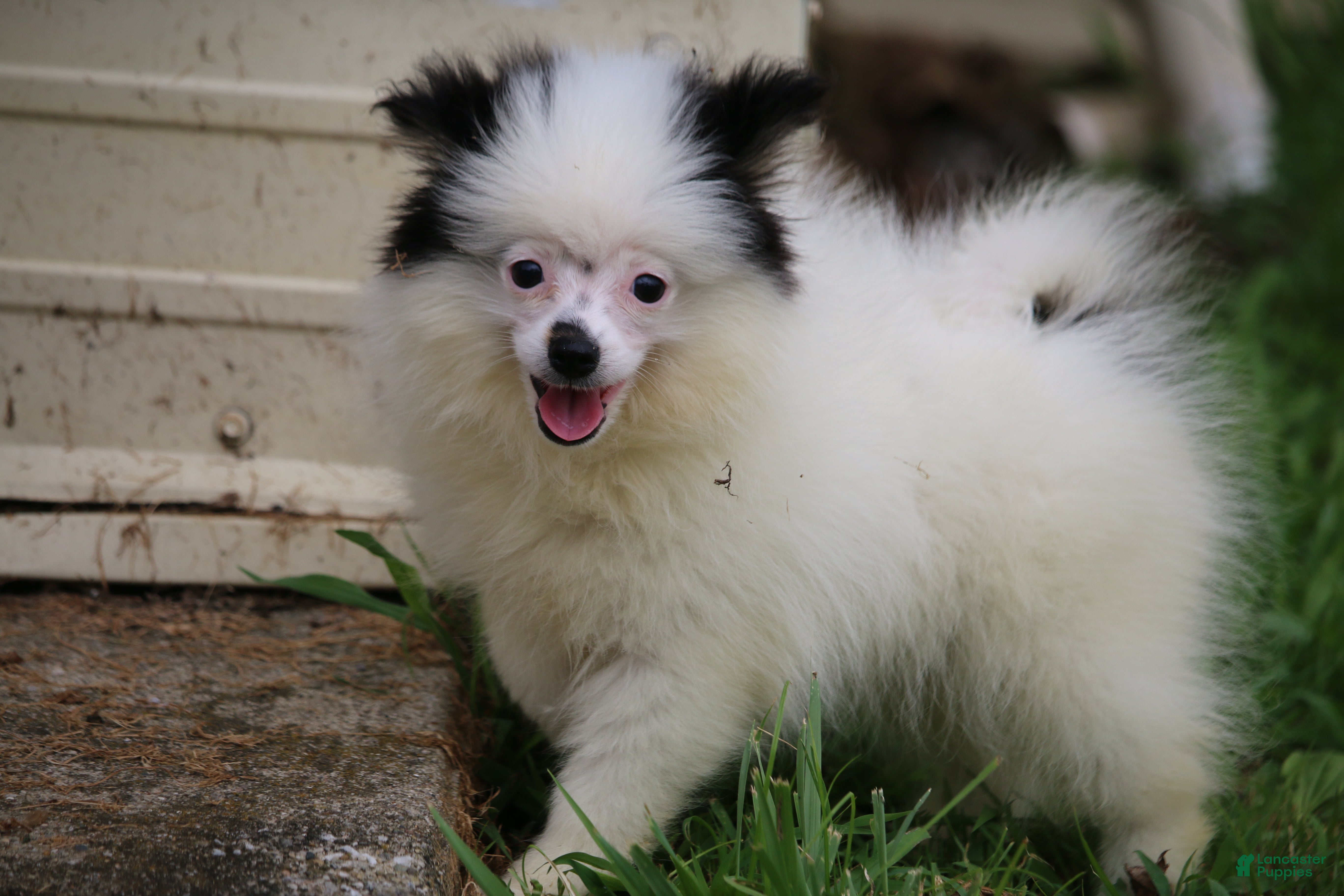 Pomsky dogs Tilly - Ad 2