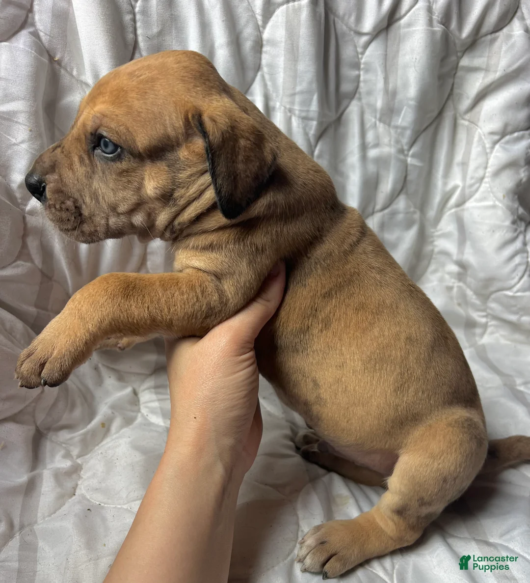 Great Dane dogs for sale: The Sundance kid - Ad 2