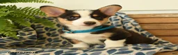 Welsh Corgi Pembroke dogs for sale: Chuck - Ad 2