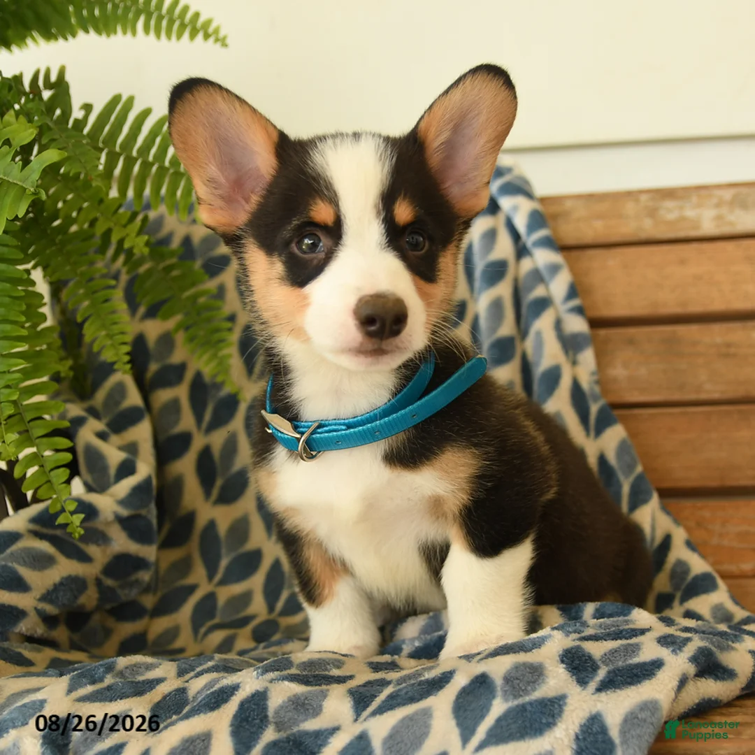 Welsh Corgi Pembroke dogs for sale: Chuck - Ad 2