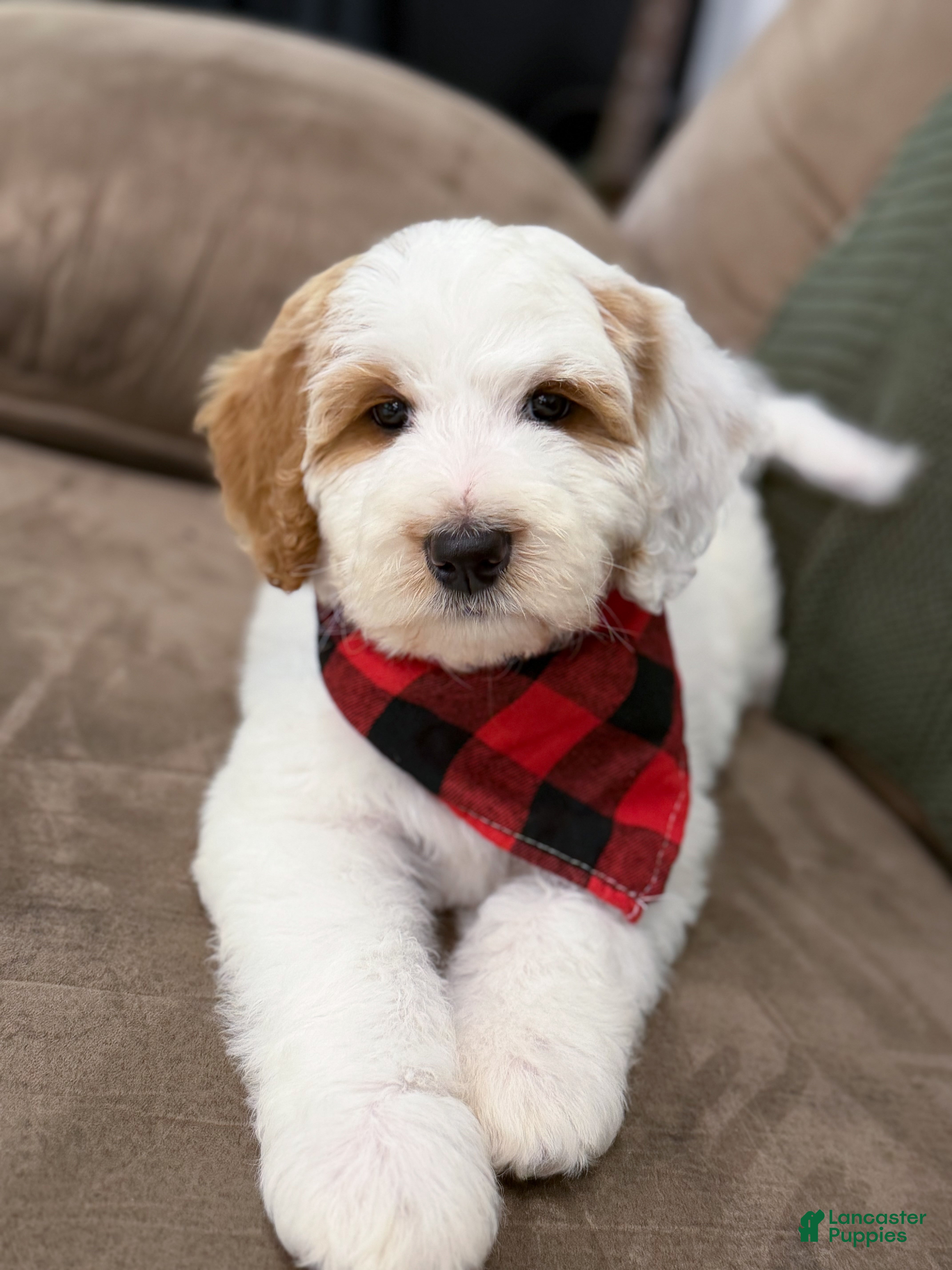 Goldendoodle dogs for sale: Hello I’m Forest🩵 - Ad 1