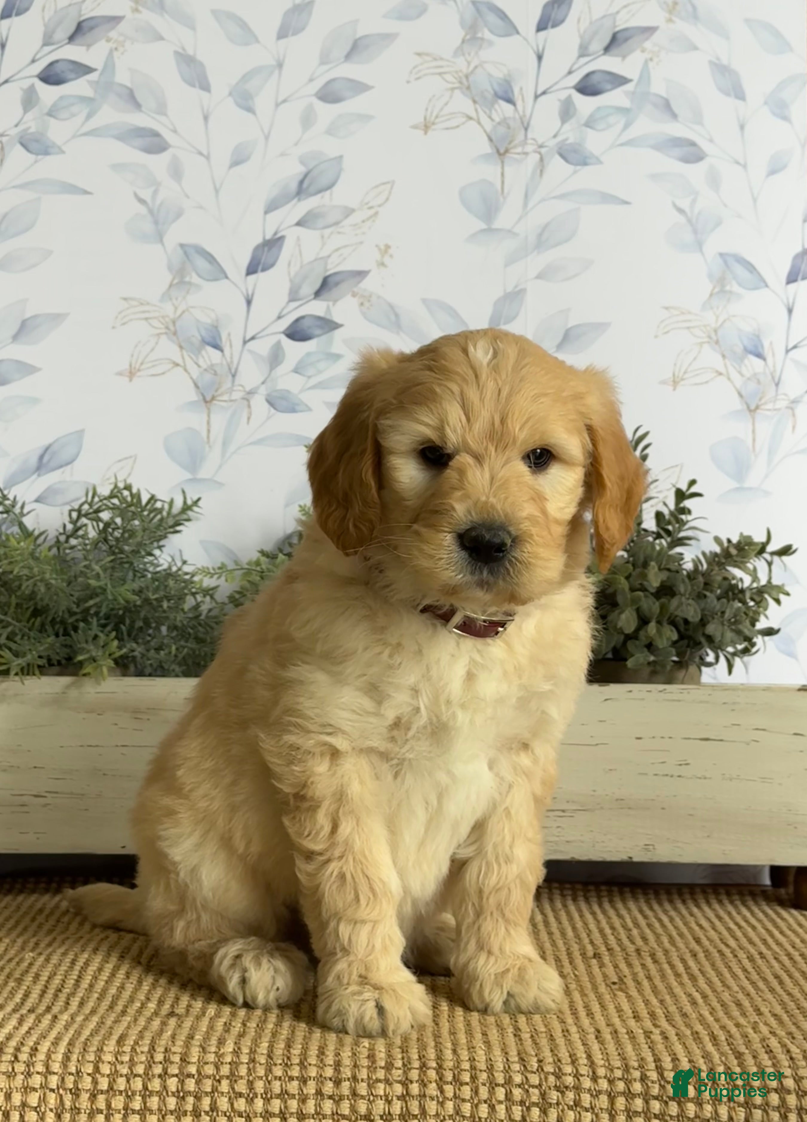 Mixed Breed dogs Kurt - Ad 2