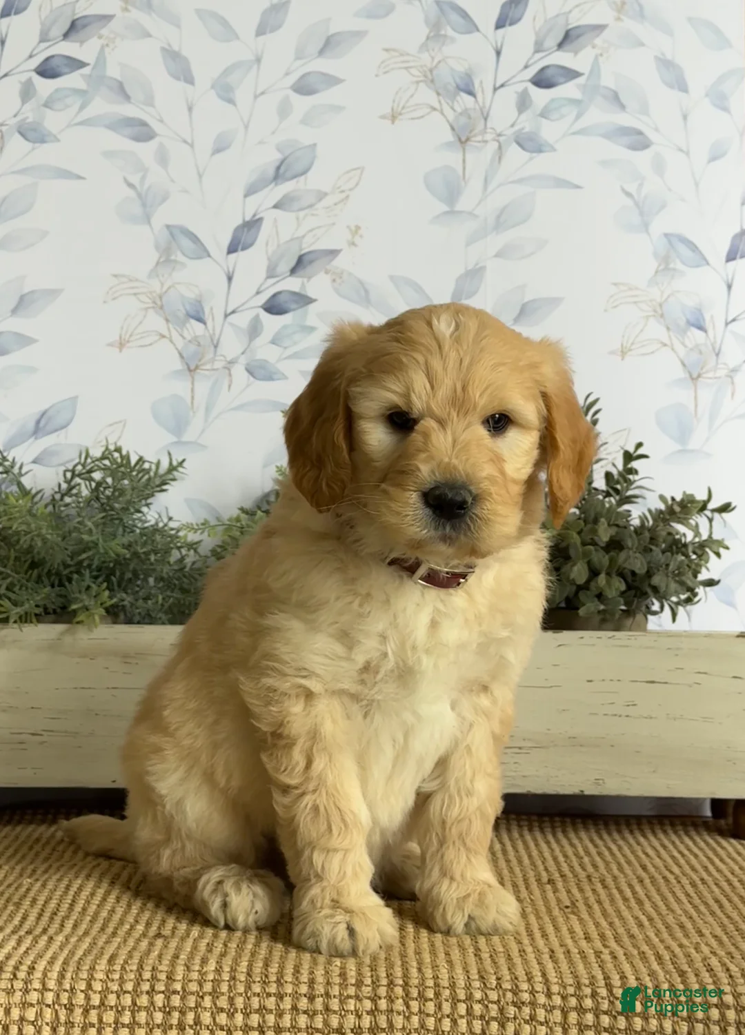 Mixed Breed dogs for sale: Kurt - Ad 2