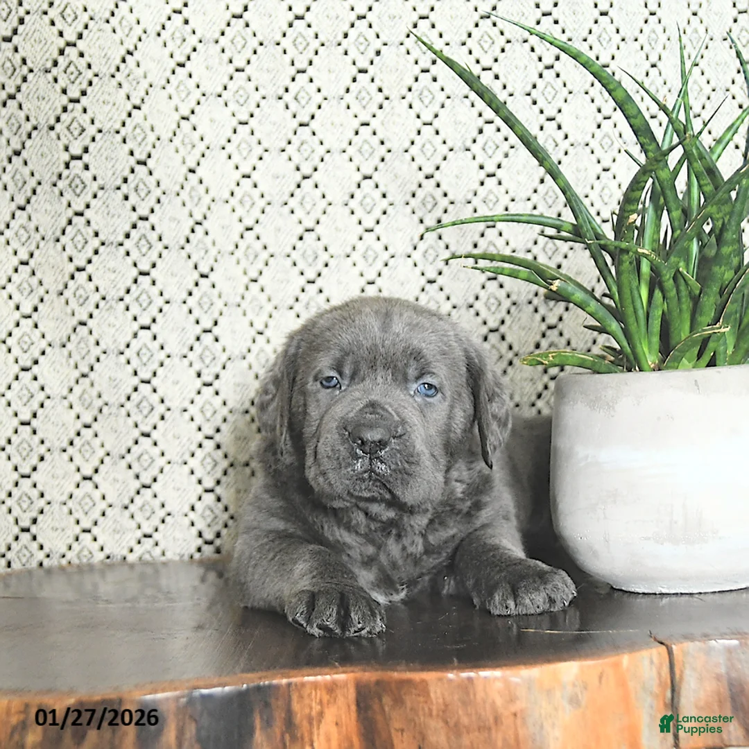 Cane Corso dogs for sale: Tank - Ad 3