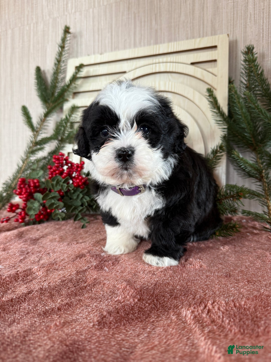 Teddy Bear dogs for sale: Stella - Ad 15