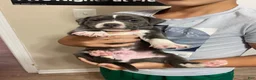 American Pit Bull Terrier dogs for sale: American Pit Bull Terrier 8 - Ad 3