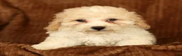 Toy Poodle dogs for sale: Dakota - Ad 9