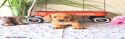Miniature Dachshund dogs for sale: Oscar - Ad 3