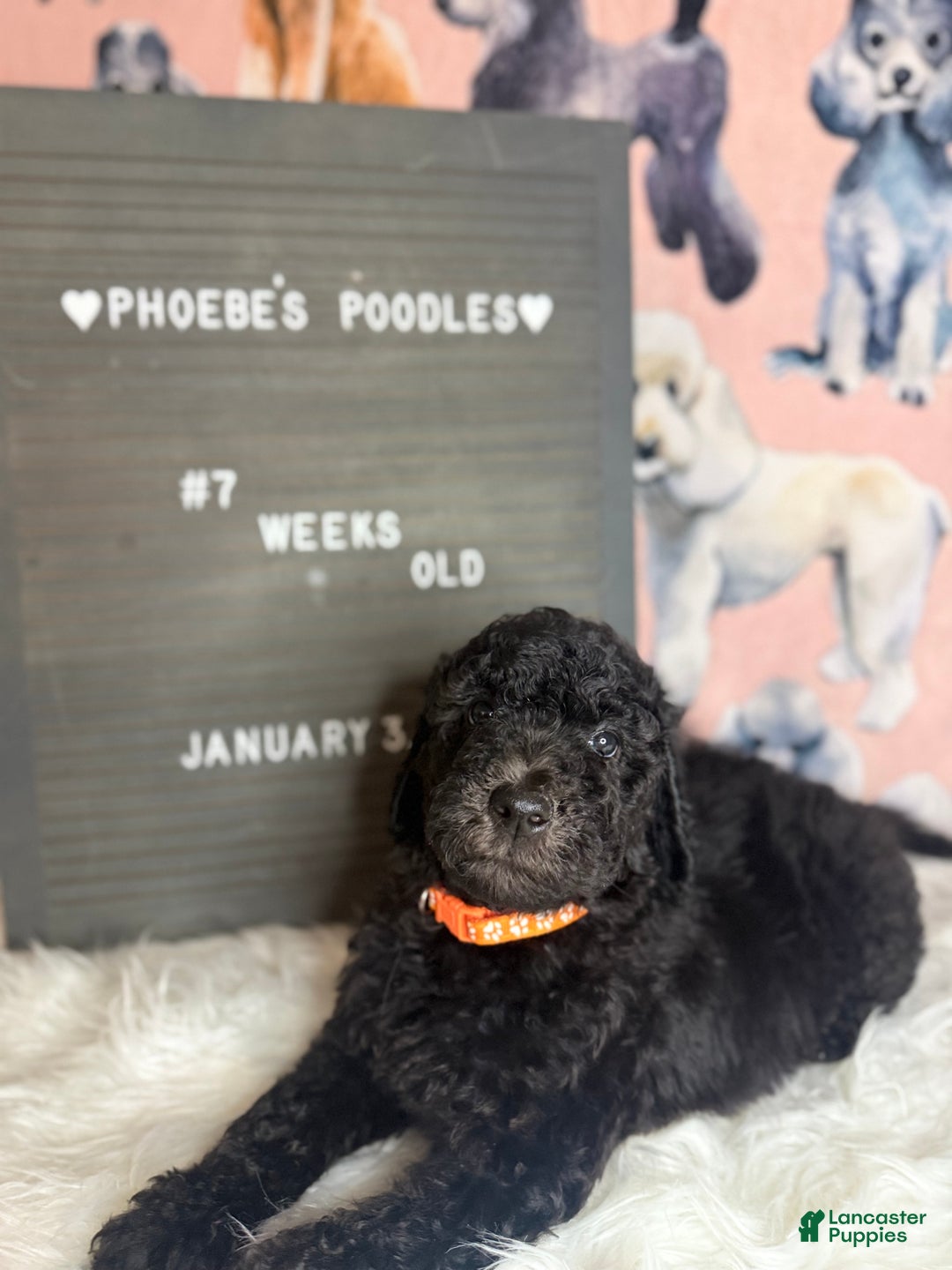 Standard Poodle dogs for sale: Standard Poodle Puppy 4 - Ad 3