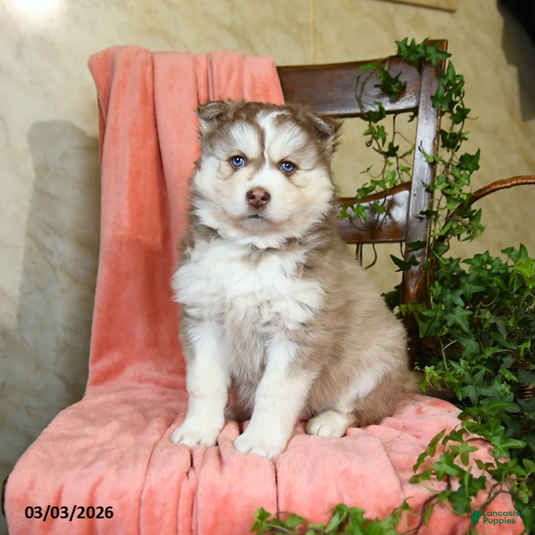 Pomsky dogs for sale: Sydney - Ad 1