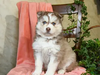 Pomsky dogs for sale: Sydney - Ad 1