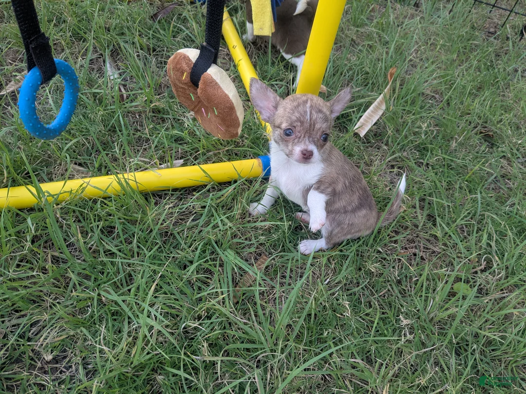 Chihuahua dogs for sale: Smooth Coat Tiny Teacup Cookie  - Ad 2