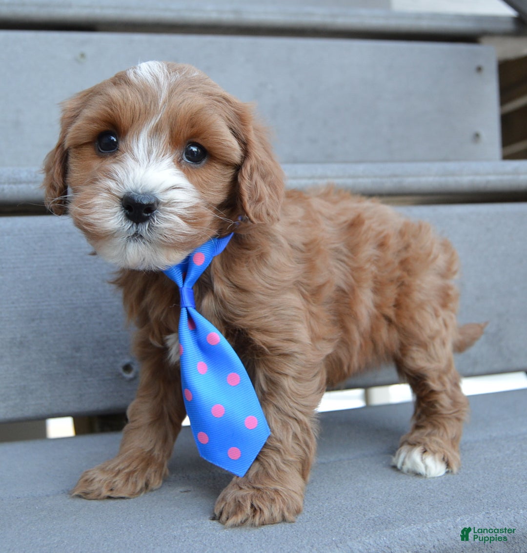 Cockapoo dogs for sale: Charlie - Ad 6