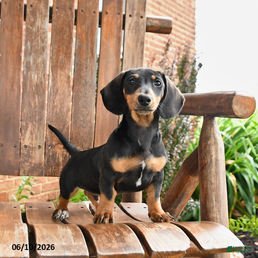 Dachshund dogs Hunter - Ad 2