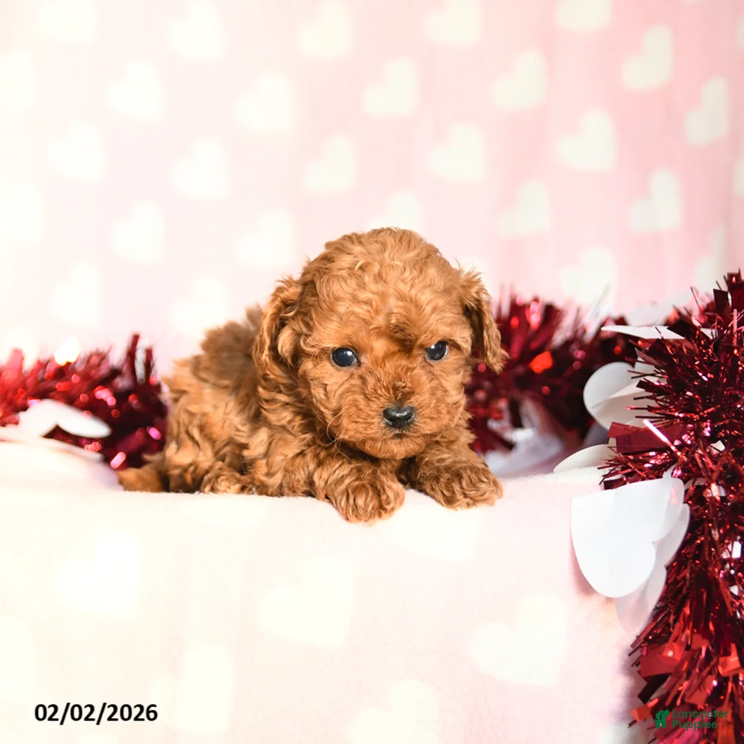 Toy Poodle dogs for sale: Lucy - Ad 5