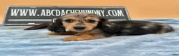 Miniature Dachshund dogs for sale: Miniature Dachshund Puppy 2 - Ad 3