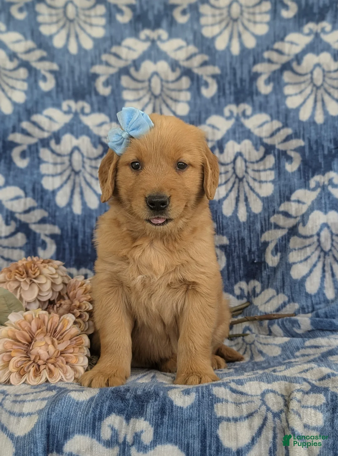 Golden Retriever dogs for sale: Malina - Ad 2