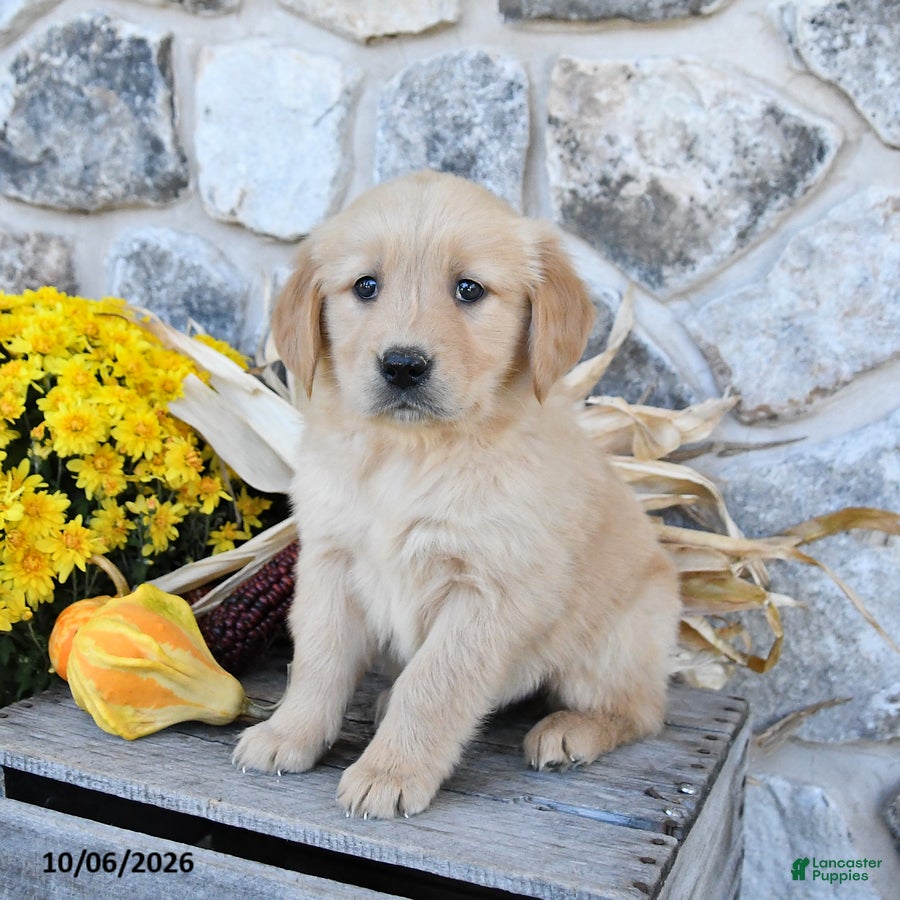 Golden Retriever dogs Daffodil - Ad 2