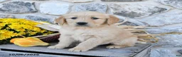 Golden Retriever dogs for sale: Daffodil - Ad 2