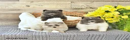 Pomeranian dogs for sale: Conner - Ad 5