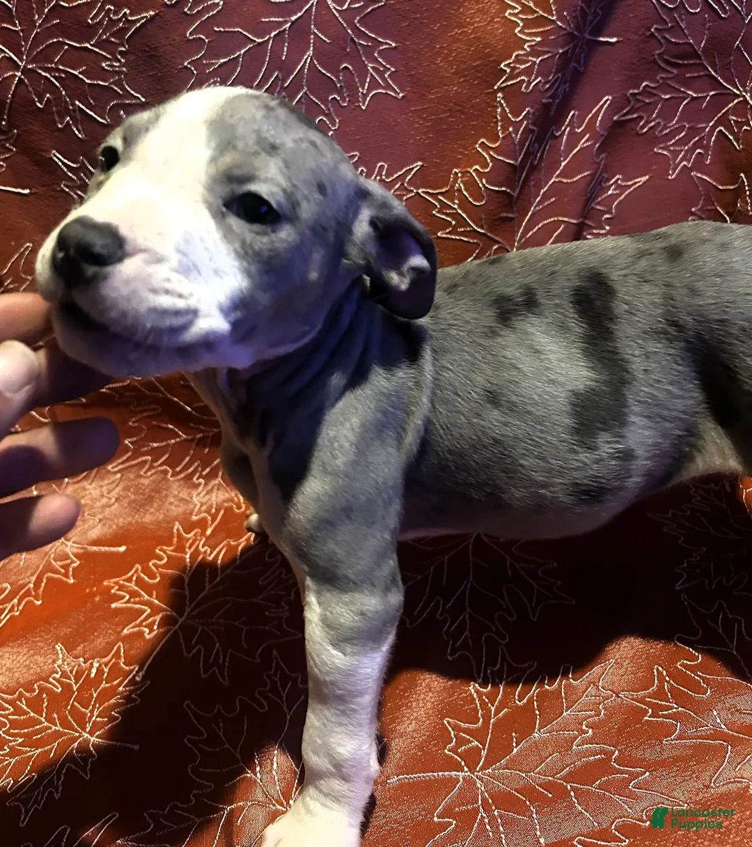 American Bully dogs for sale: "SZA" MERLE BLUE NOSE - Ad 2