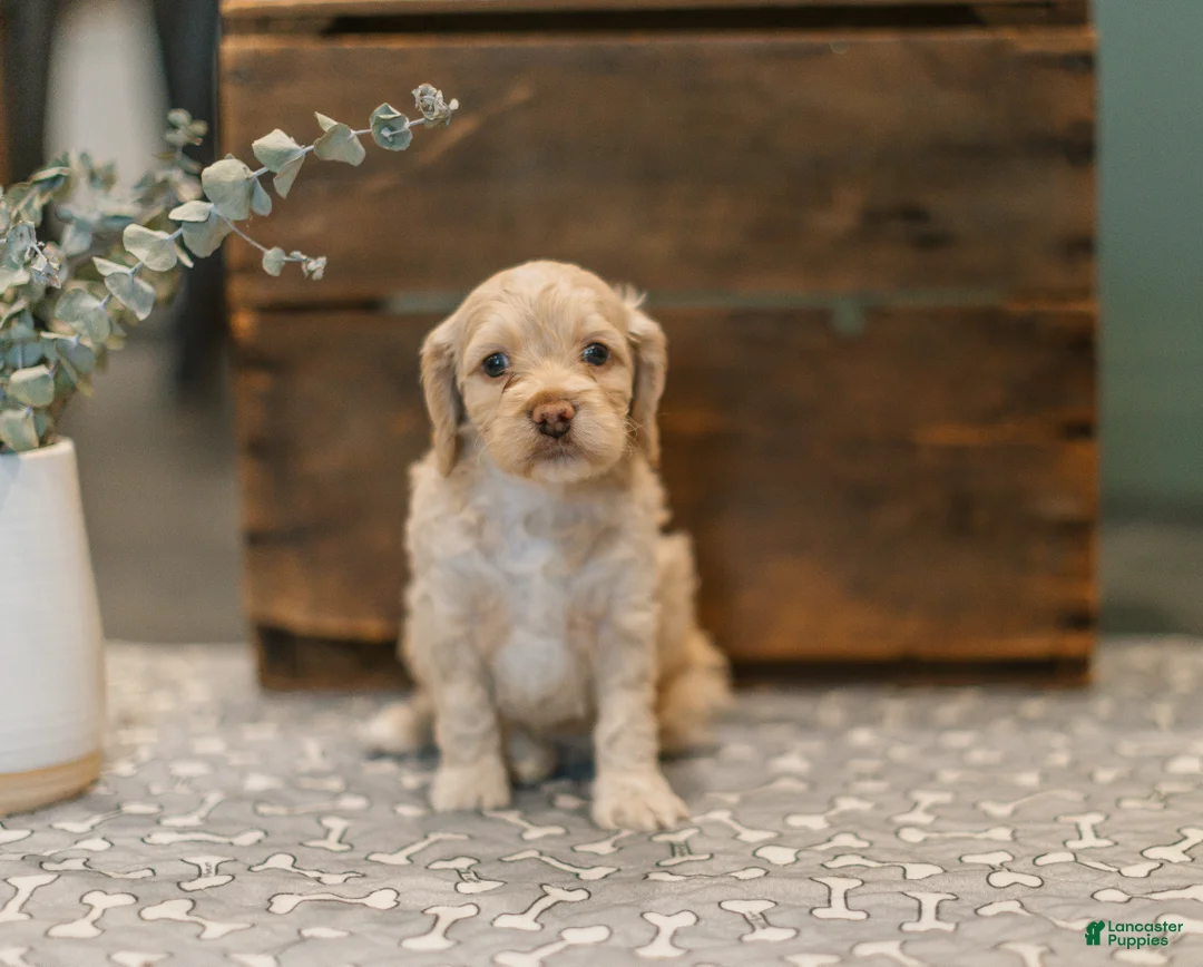Cockapoo dogs for sale: Delilah  - Ad 3