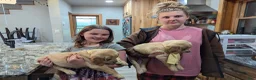 Golden Retriever dogs for sale: Maple - Ad 7