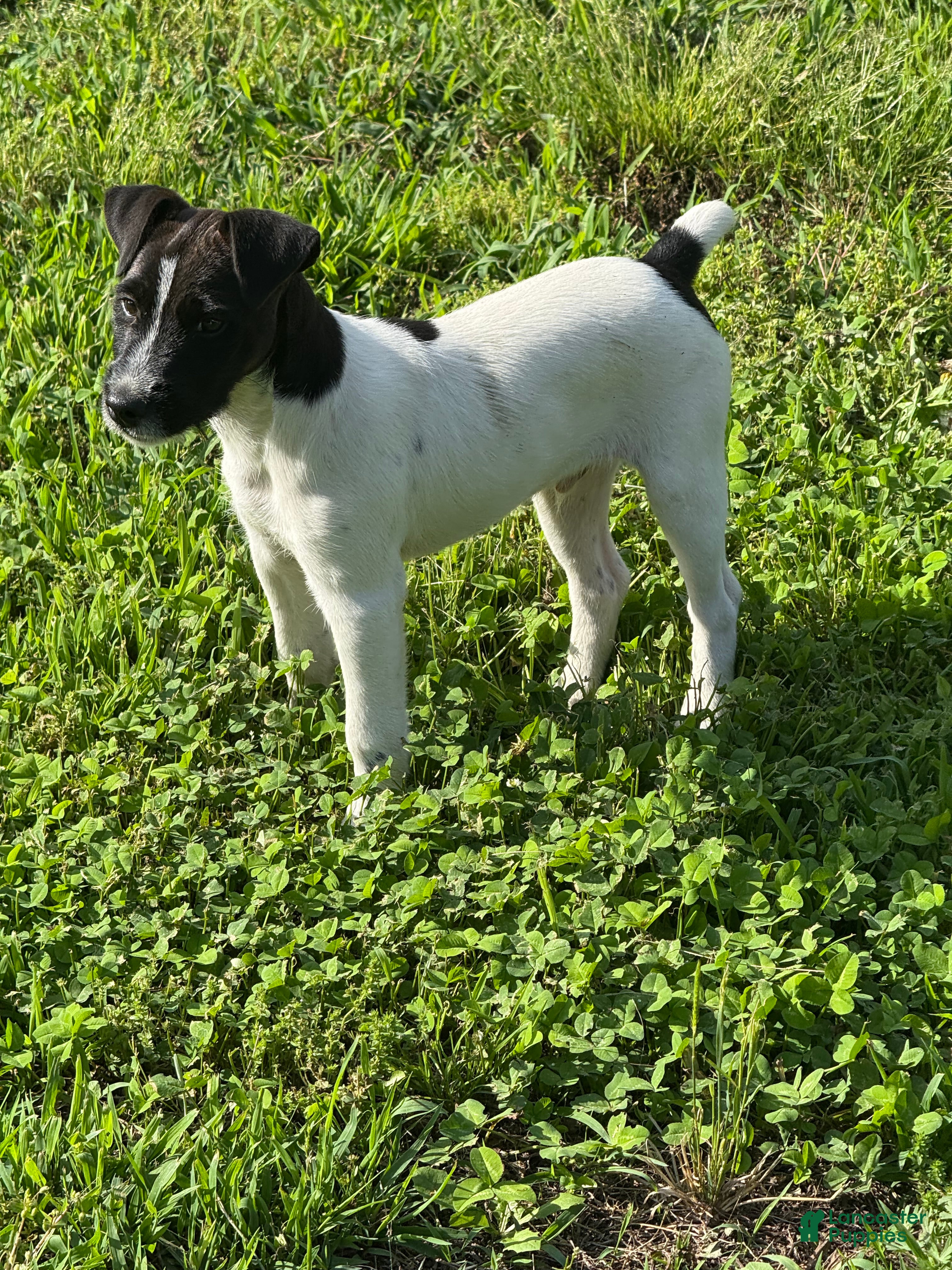 Jack Russell Terrier dogs Jrtca Rocky  - Ad 1