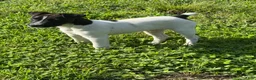 Jack Russell Terrier dogs for sale: Jrtca Rocky  - Ad 1