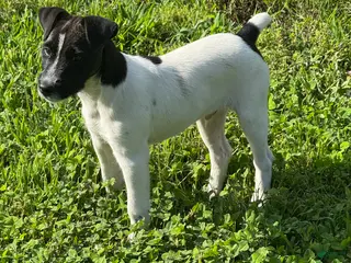 Jack Russell Terrier dogs for sale: Jrtca Rocky - Ad 3