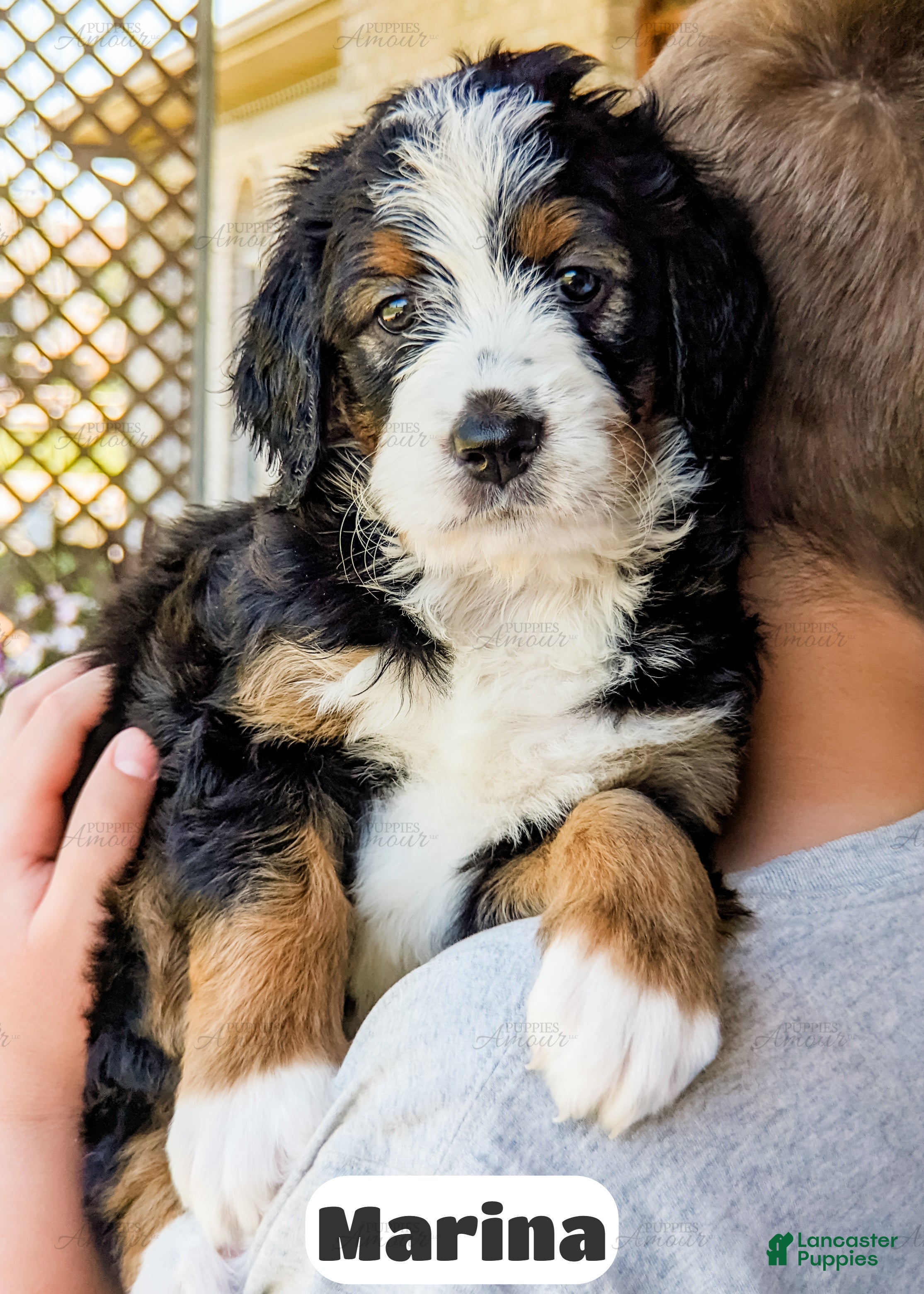 Bernedoodle dogs Marina - Ad 2