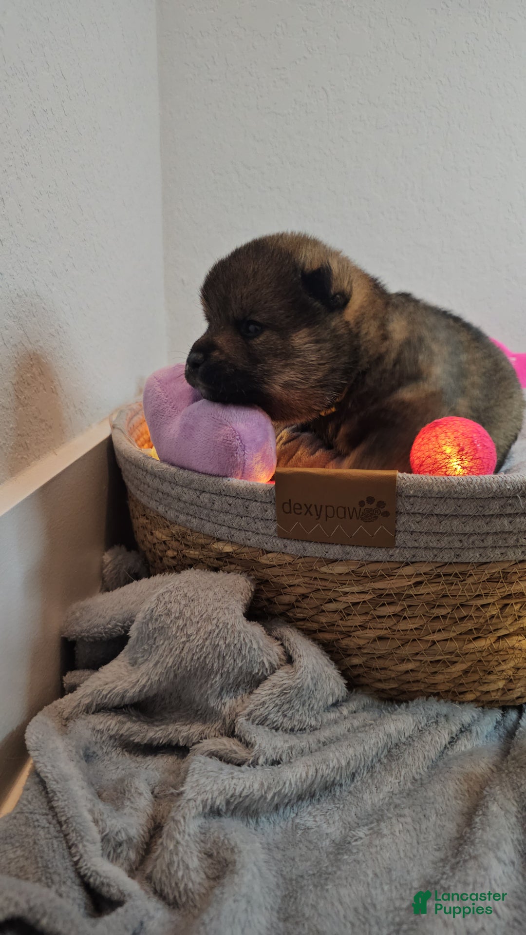 Shiba Inu dogs for sale: Mori - Ad 7