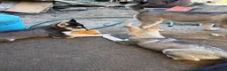 Siberian Husky dogs for sale: Paw paw - Ad 21