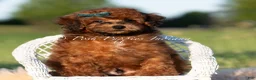 Toy Poodle dogs for sale: Burley AKC - Ad 5