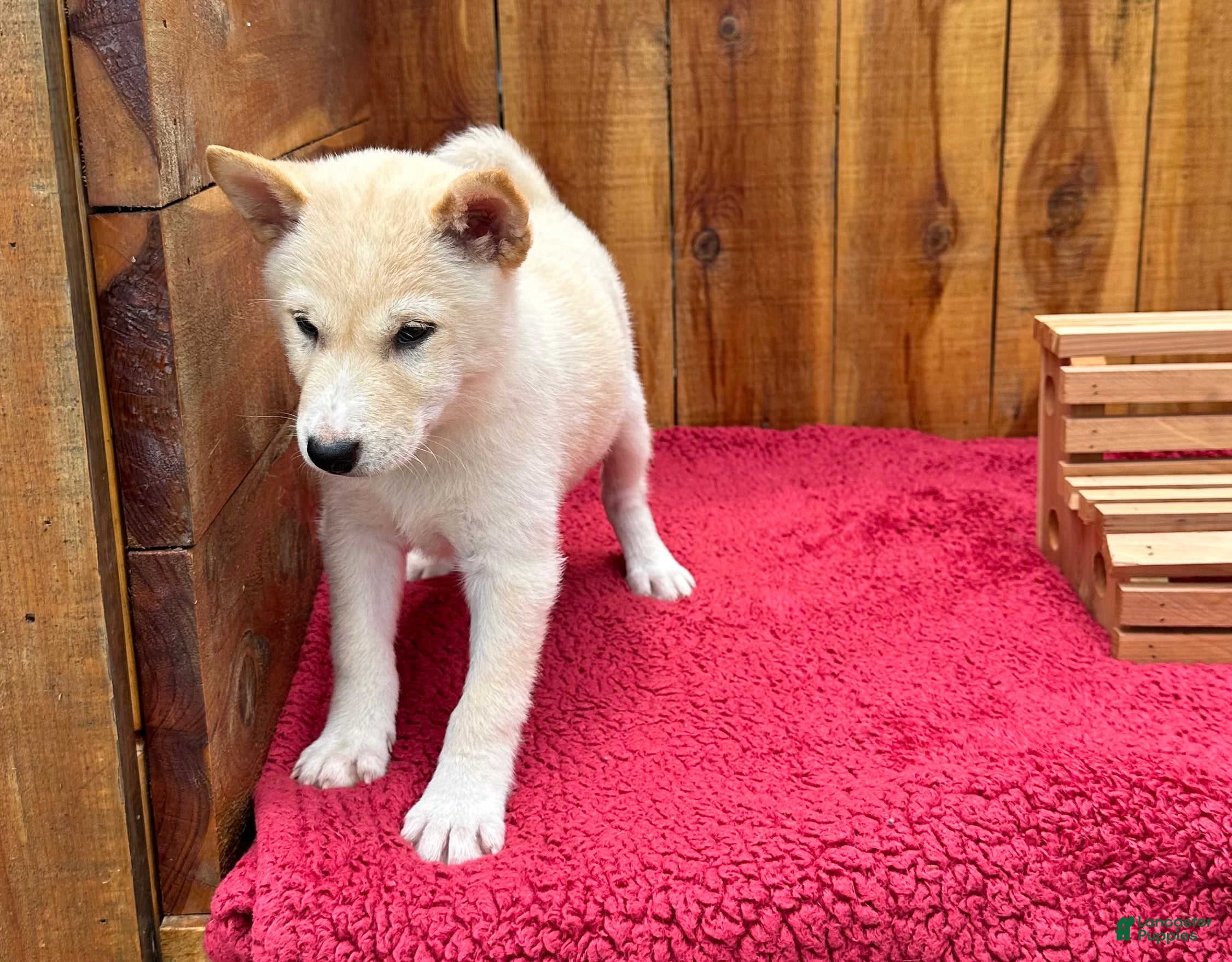 Shiba Inu dogs Shiba Inu Puppy 5 - Ad 2