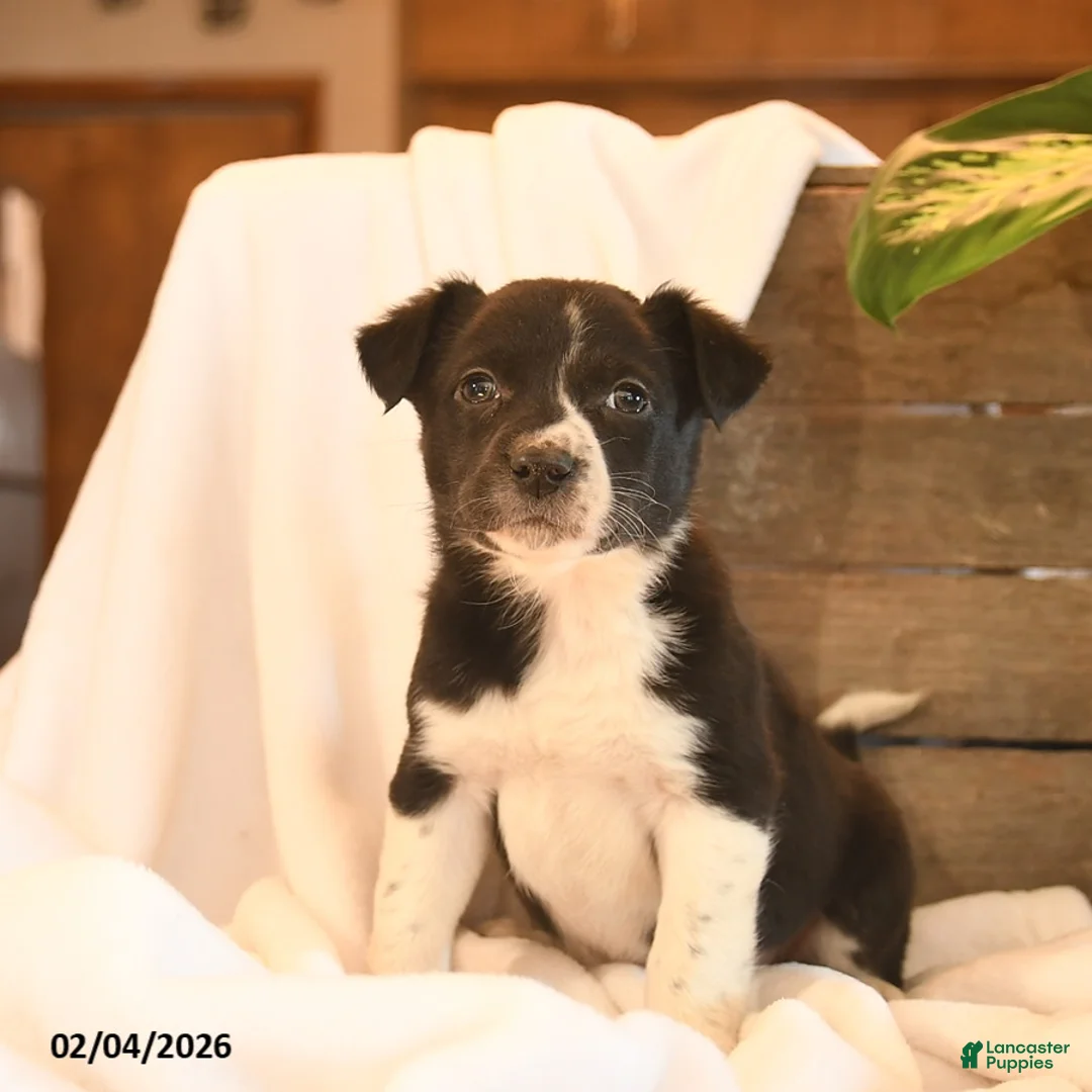 Mixed Breed dogs for sale: Nia  - Ad 3